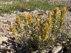 Castilleja flava flava