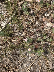 Leptosiphon ciliatus