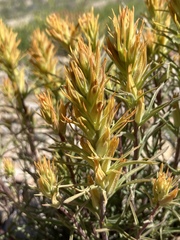 Castilleja flava flava