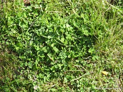 Medicago arabica
