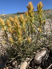 Castilleja flava flava