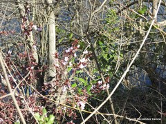 Prunus cerasifera pissardii