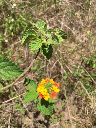 Lantana camara image