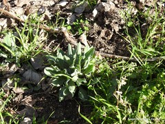 Cynoglossum cheirifolium