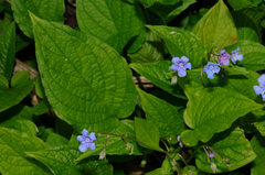 Omphalodes verna