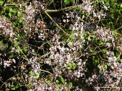 Prunus cerasifera pissardii