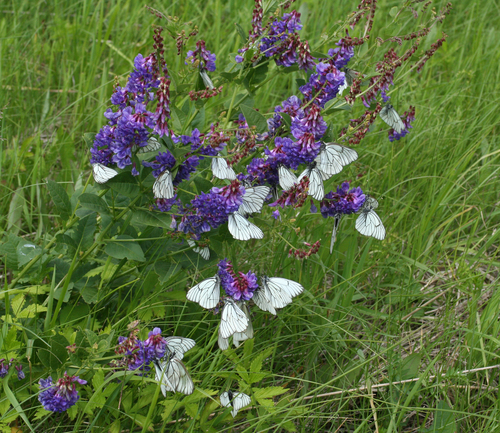 Vicia unijuga iNat (1)