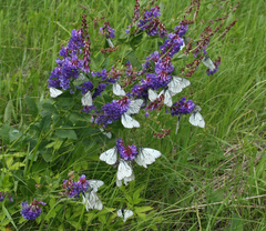 Vetch (Vicia)