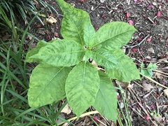 Pokeweed mosaic virus