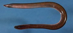 Hagfish photo 3