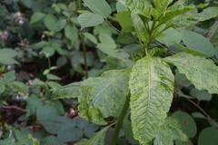 Pokeweed mosaic virus