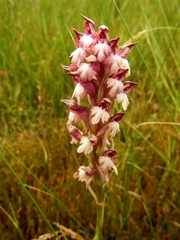 Anacamptis coriophora carpetana