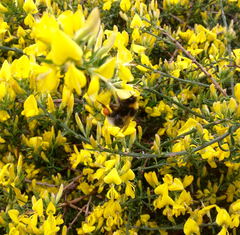 Bombus lucorum