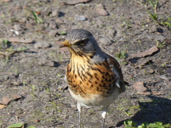 Turdus pilaris