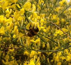 Bombus lucorum