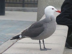 Larus heermanni