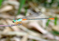 Ceriagrion cerinorubellum