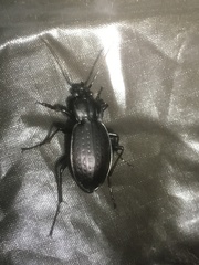 Carabus vinctus