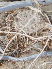 Crotalus cerastes laterorepens