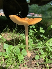 Hymenopellis sinapicolor