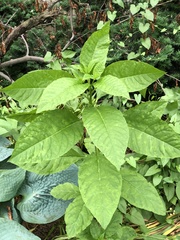 Pokeweed mosaic virus