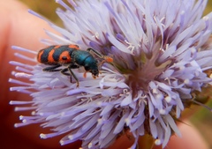 Trichodes leucopsideus