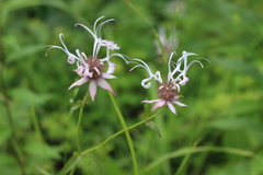 Monarda russeliana