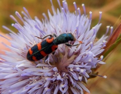 Trichodes leucopsideus