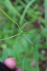Monarda russeliana