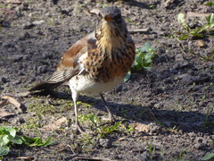 Turdus pilaris