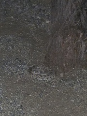 Crotalus cerastes laterorepens