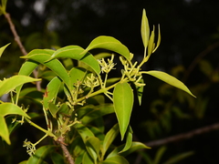 Struthanthus syringifolius