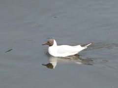 Chroicocephalus ridibundus