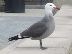 Larus heermanni
