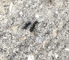 Camponotus novogranadensis