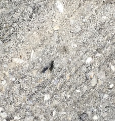 Camponotus novogranadensis