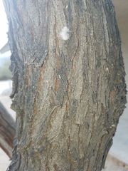 Dasymutilla gloriosa