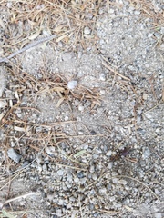 Dasymutilla gloriosa