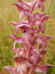 Anacamptis coriophora carpetana