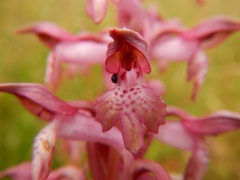 Anacamptis coriophora carpetana