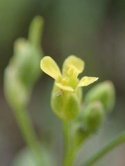 Camelina microcarpa