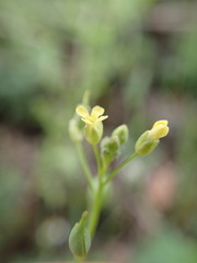Camelina microcarpa