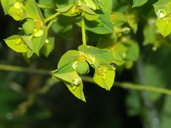 Euphorbia platyphyllos