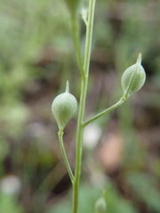 Camelina microcarpa