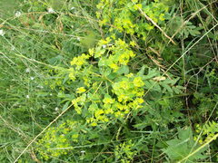 Euphorbia platyphyllos