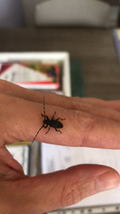 Aegomorphus clavipes