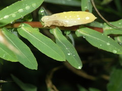 Euphorbia platyphyllos