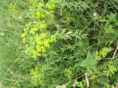Euphorbia platyphyllos