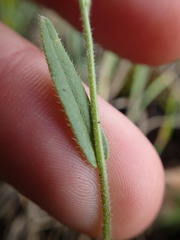 Camelina microcarpa