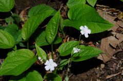 Omphalodes verna